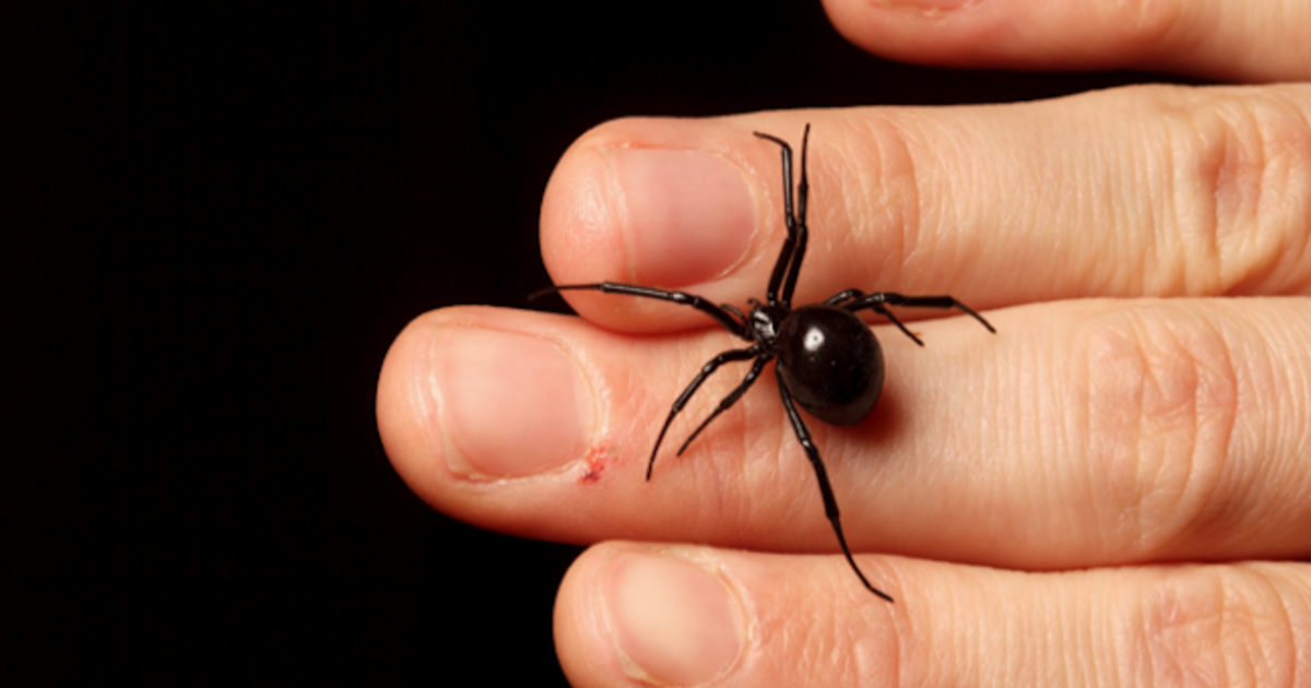 4 misconceptions about the black widow spider - CBS News