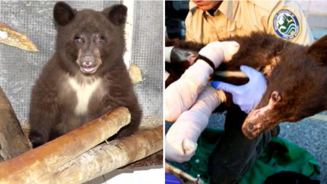 ​A black bear severely burned in a wildfire in 2014 in Central Washington was expected to be released back into the wild June 3, 2015. 