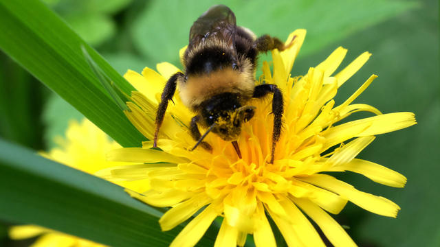 bumblebee.jpg 
