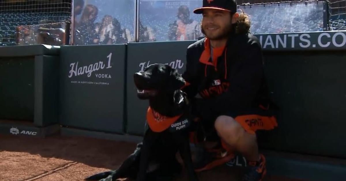 Guide Dogs for the Blind - Thanks again to San Francisco Giants shortstop Brandon  Crawford and his family for visiting GDB! Here is a family portrait with  Brandon's namesake, guide dog puppy
