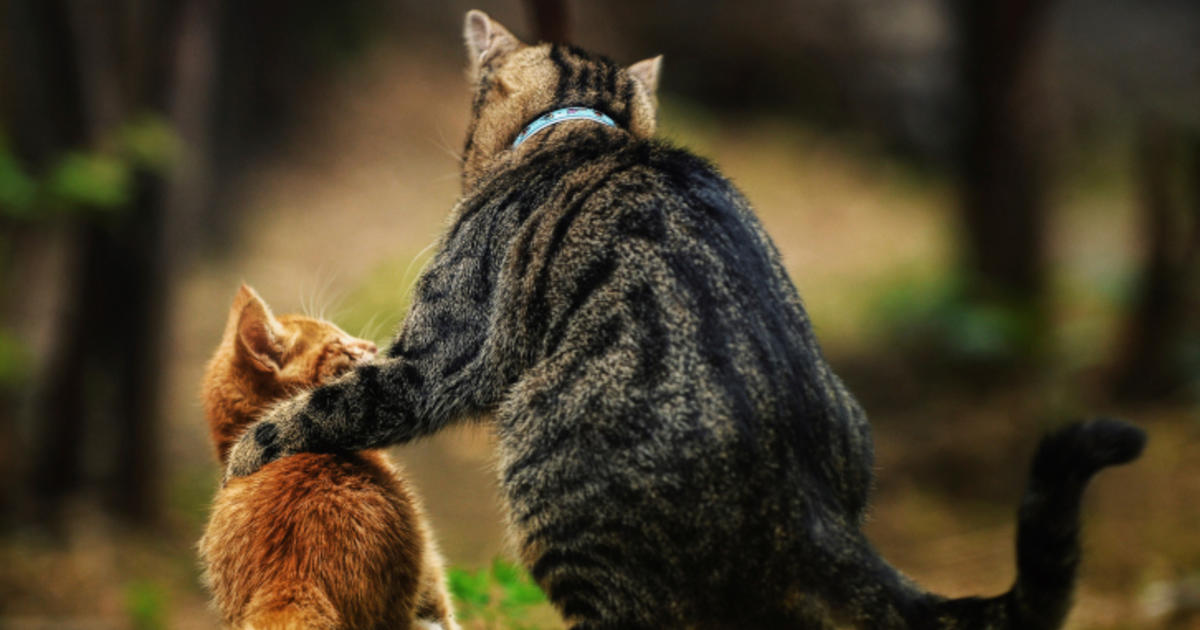 Broward Animal Shelter Waives Cat Adoption Fees - CBS Miami