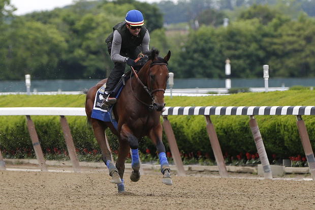 Kentucky Derby and Preakness Stakes winner American Pharoah gallops during his morning workout at Belmont Park in Elmont, New York, June 4, 2015. 