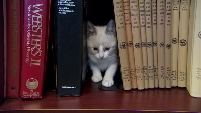 hartman-kitten-library-transferframe558.jpg 