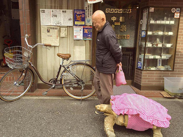 tortoise-in-tokyo.jpg 