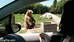 bear-waving.gif 