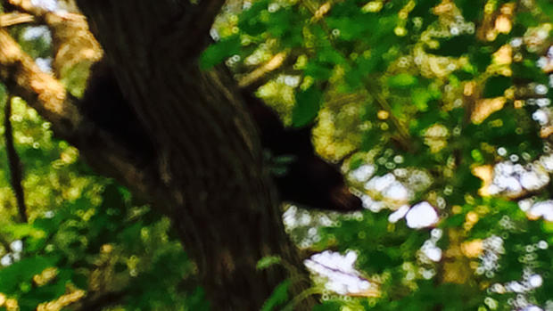 Upper Nyack Bear In Tree 
