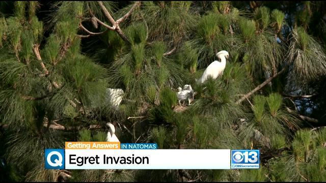 egret-invasion.jpg 
