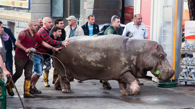 georgia zoo hippopotamus Tbilisi 