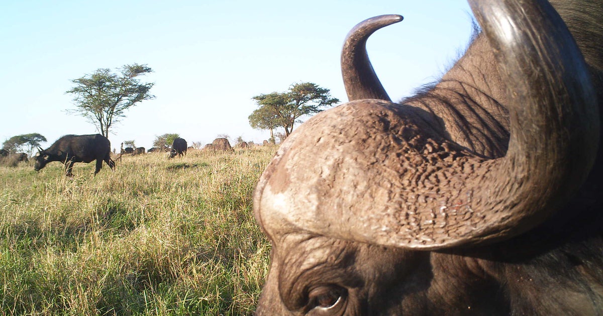 Up close and personal with Serengeti's elusive wildlife Up close and personal with Serengeti's elusive wildlife