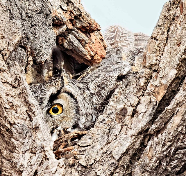 sfwwinkgaines279677-great-horned-owl-kk.jpg 