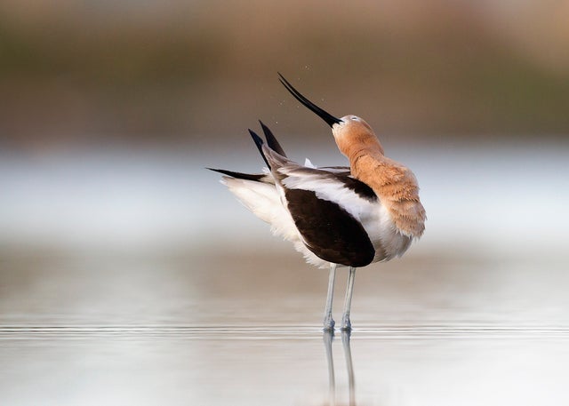 sfwmelissagroo282878-american-avocet-kk.jpg 
