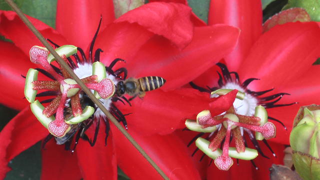 a-cerana-foraging-passionflower.jpg 