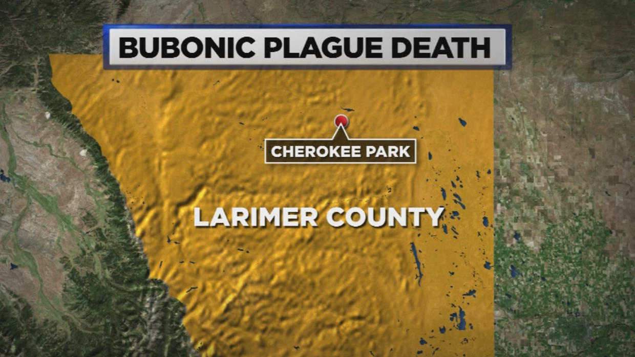 Plague Confirmed In Larimer County Teen's Death CBS Colorado