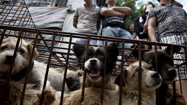 China's dog meat festival is underway, but activists hope it will be the  last - CBS News