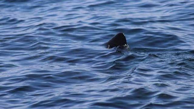 basking-shark-fin.jpg 