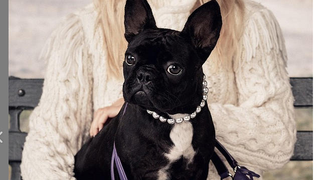 lady-gaga-dog-crop.jpg 