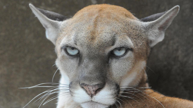 mountain-lion_gettyimages-86166923.jpg 