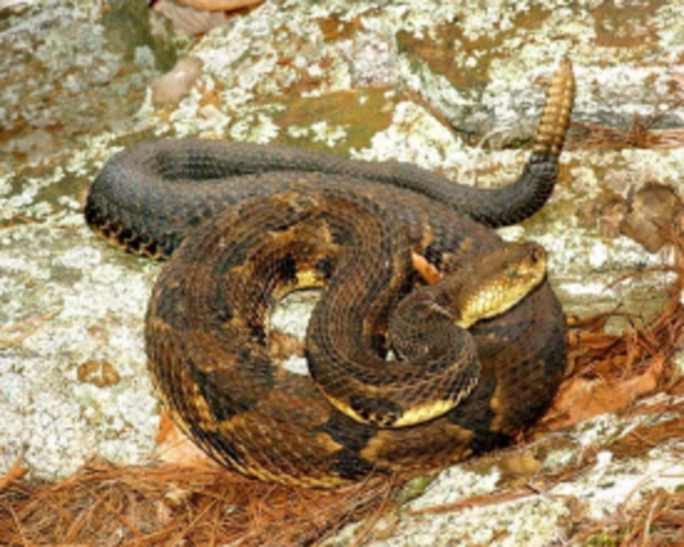 timber rattlesnake brown 