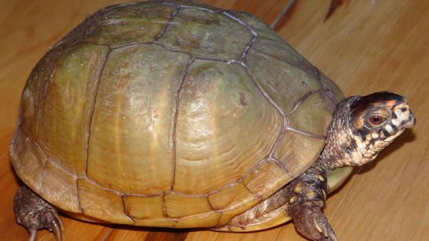 Stolen Turtle Natalie 