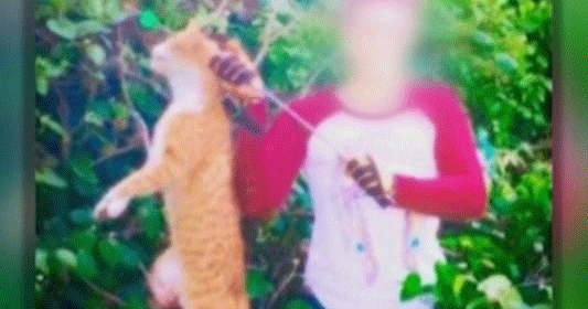 No charges for Houstonarea veterinarian who killed cat with bow and