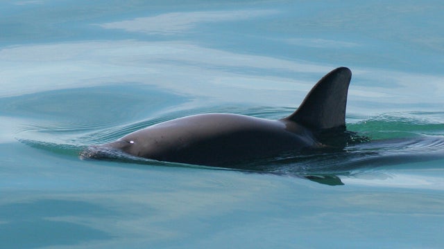 vaquitapaulaolsonnoaa-fpwc.jpg 
