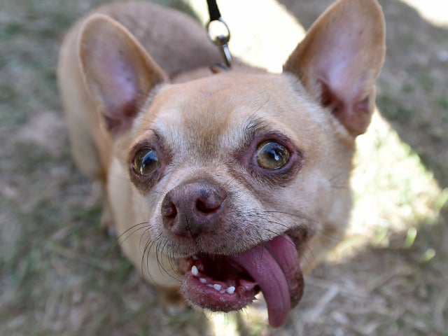 ugliest-dog-2015-478696432.jpg 