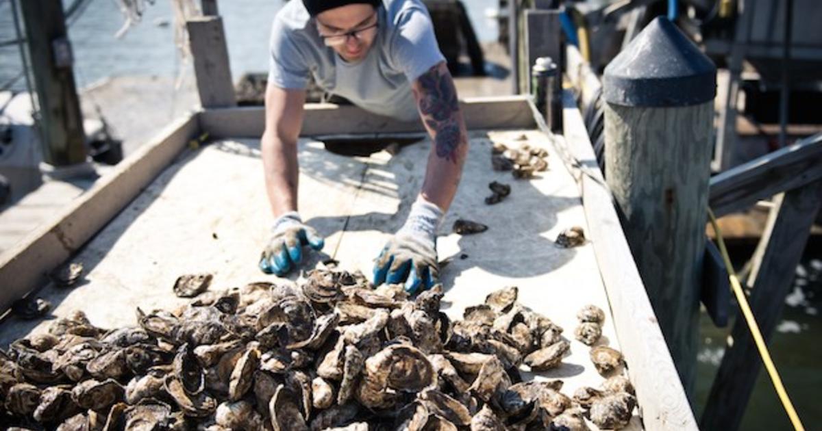 Climate change could drain global seafood supplies - CBS News