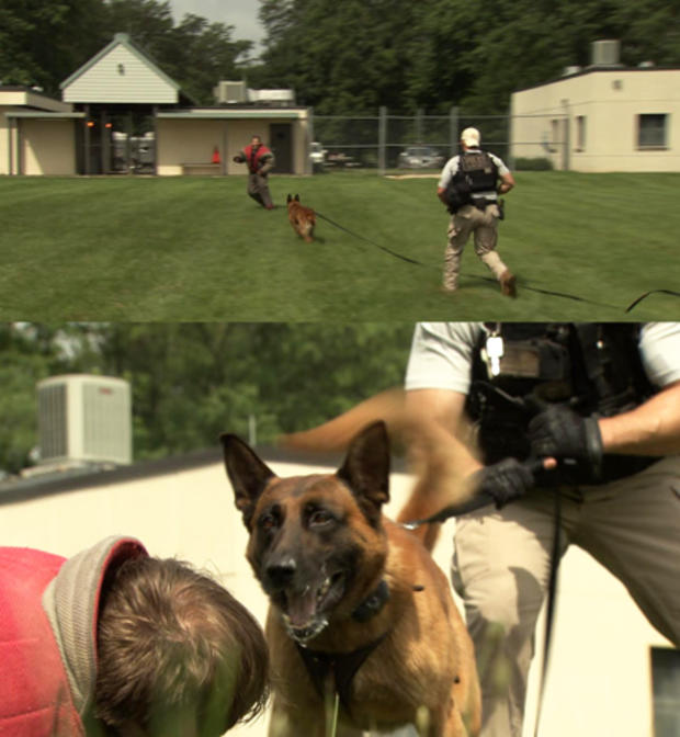secret-service-dog-training.jpg 
