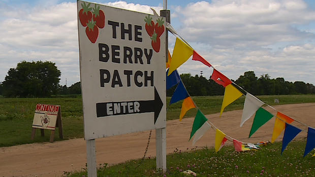 berry patch 