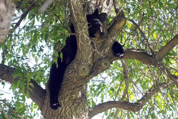 bear in tree at CU Boulder 