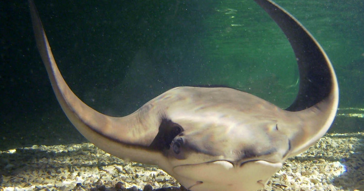 All 54 stingrays at Chicago zoo die at once - CBS News