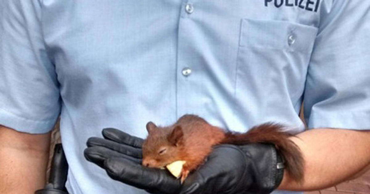 Yankees fans go nuts as squirrel scurries along fence