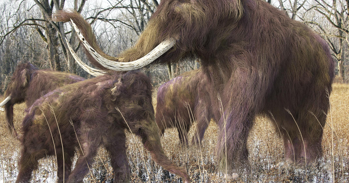 Did climate change kill the woolly mammoth? 