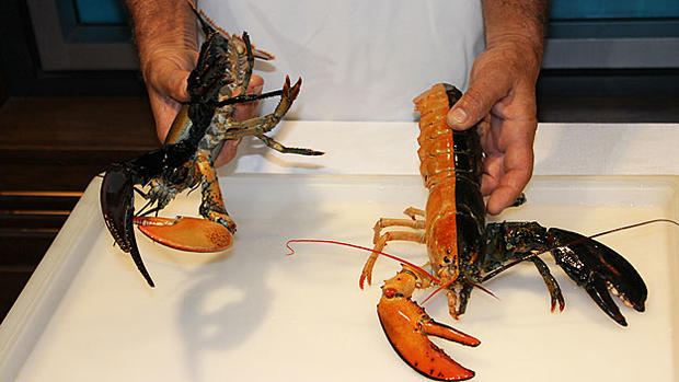 Lobster-2 