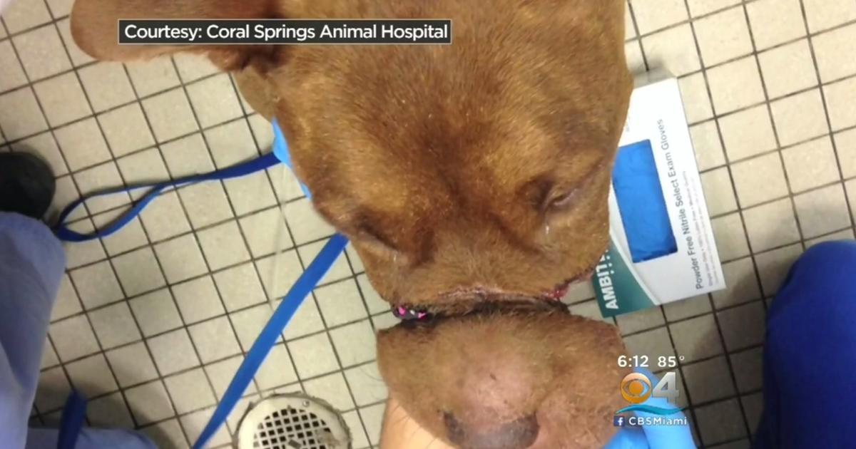 Police search for person who left Florida dog muzzled 10-14 days - CBS News