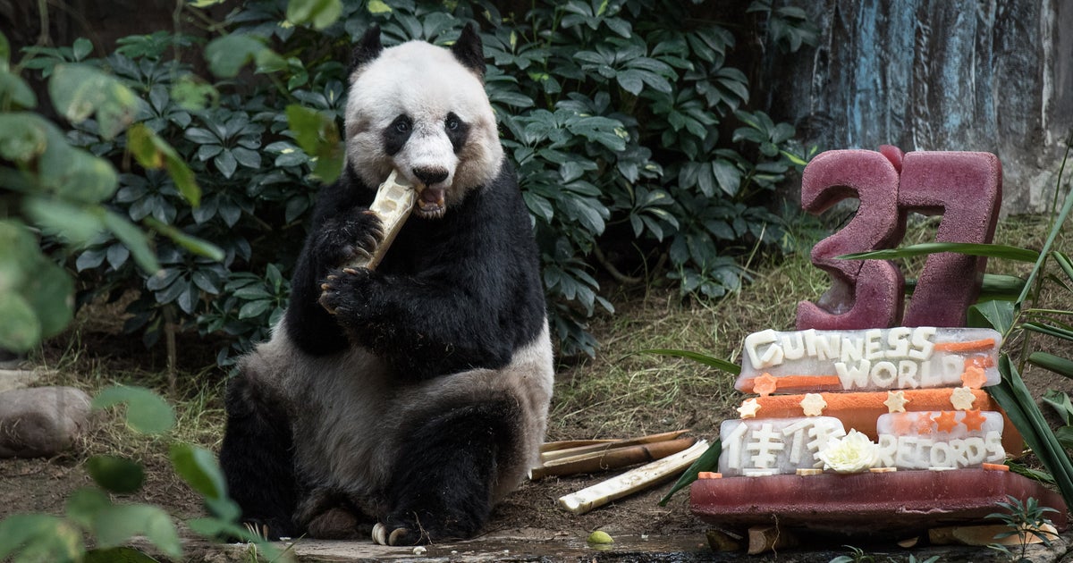 Jia Jia, oldest giant panda ever in captivity, celebrates 37th birthday(01)