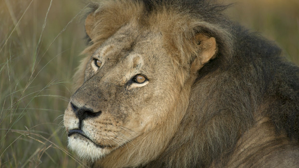 Cecil the lion Man accused of illegally killing lion convicted in 2006