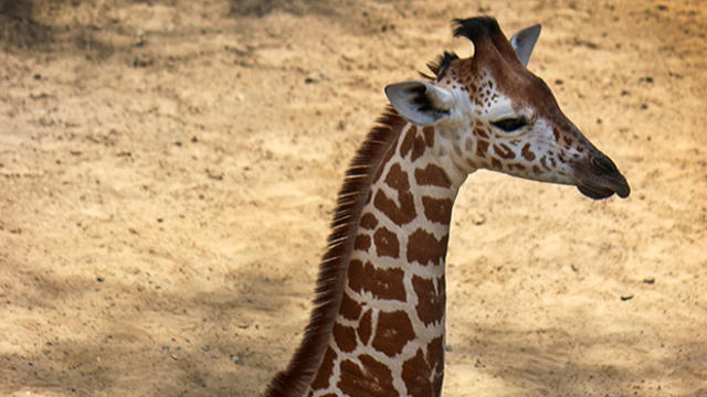 ​Baby giraffe Kipenzi is seen in an undated photo. 