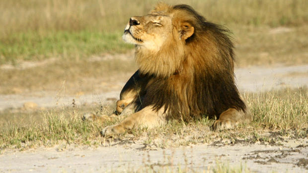 Everything you need to know about lions 