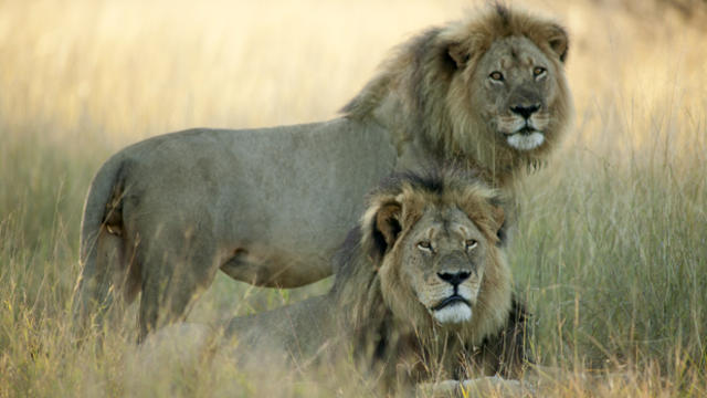 ​Lions Jericho, top, and Cecil are seen at the Hwange Game Reserve in Zimbabwe May 27, 2015. 