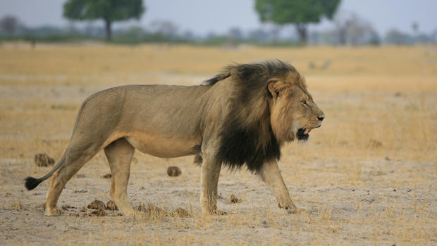 Cecil the lion killed in Africa 