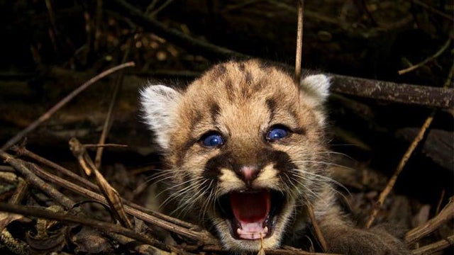 moutainlion.jpg 