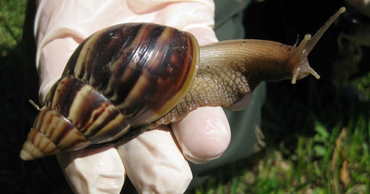 Section of south Broward below quarantine just after large African land snail discovered in Miramar