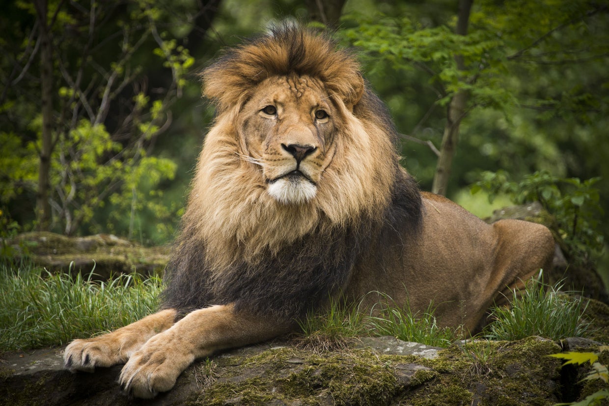 Everything you need to know about lions Everything you need to know about lions