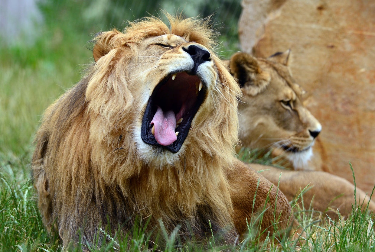 Everything you need to know about lions Everything you need to know about lions
