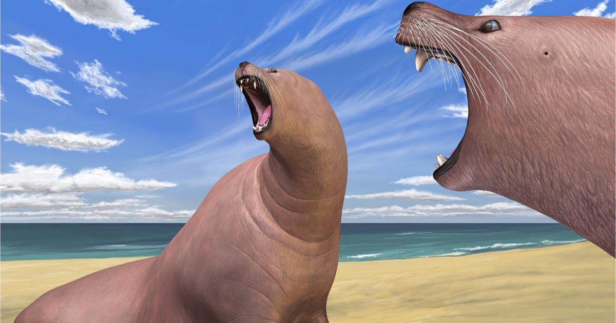 Ancient walrus made do without tusks - CBS News