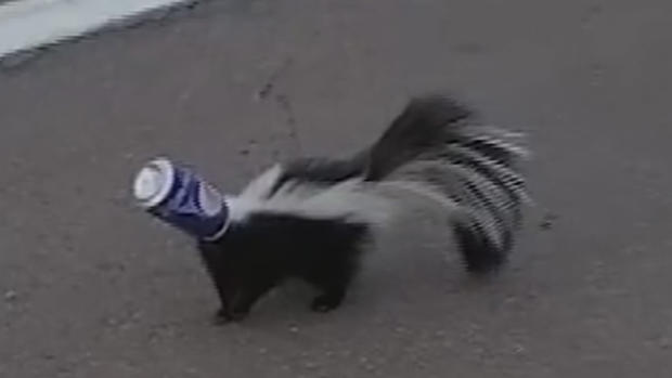 skunk can head 