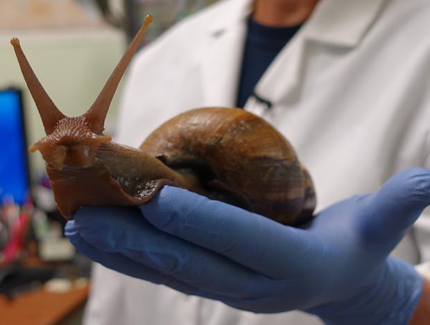 Large snail pictured in the palm of a scientist wearing a blue latex glove 
