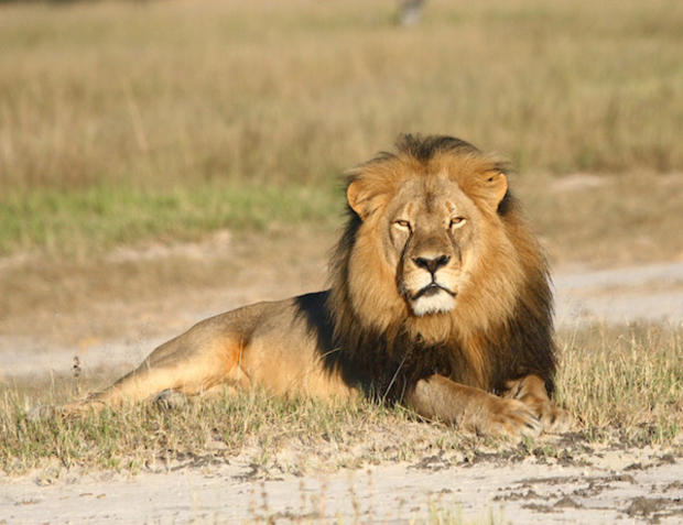 In this undated photo provided by the Wildlife Conservation Research Unit, Cecil the lion rests in Hwange National Park, in Hwange, Zimbabwe. 
