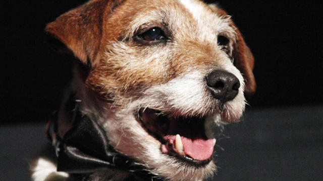 uggie-ap120117018362.jpg 